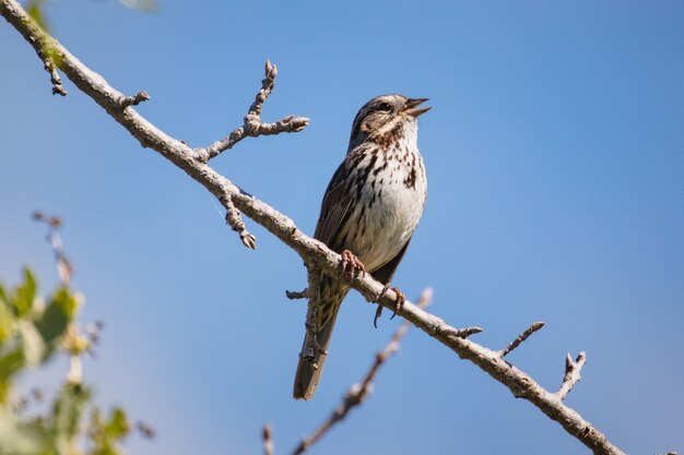 Pájaro marrón en la rama de un árbol marrón durante el día