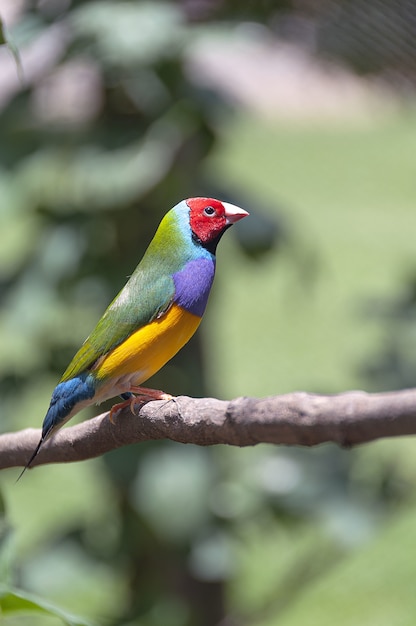 Foto gratuita pájaro multicolor