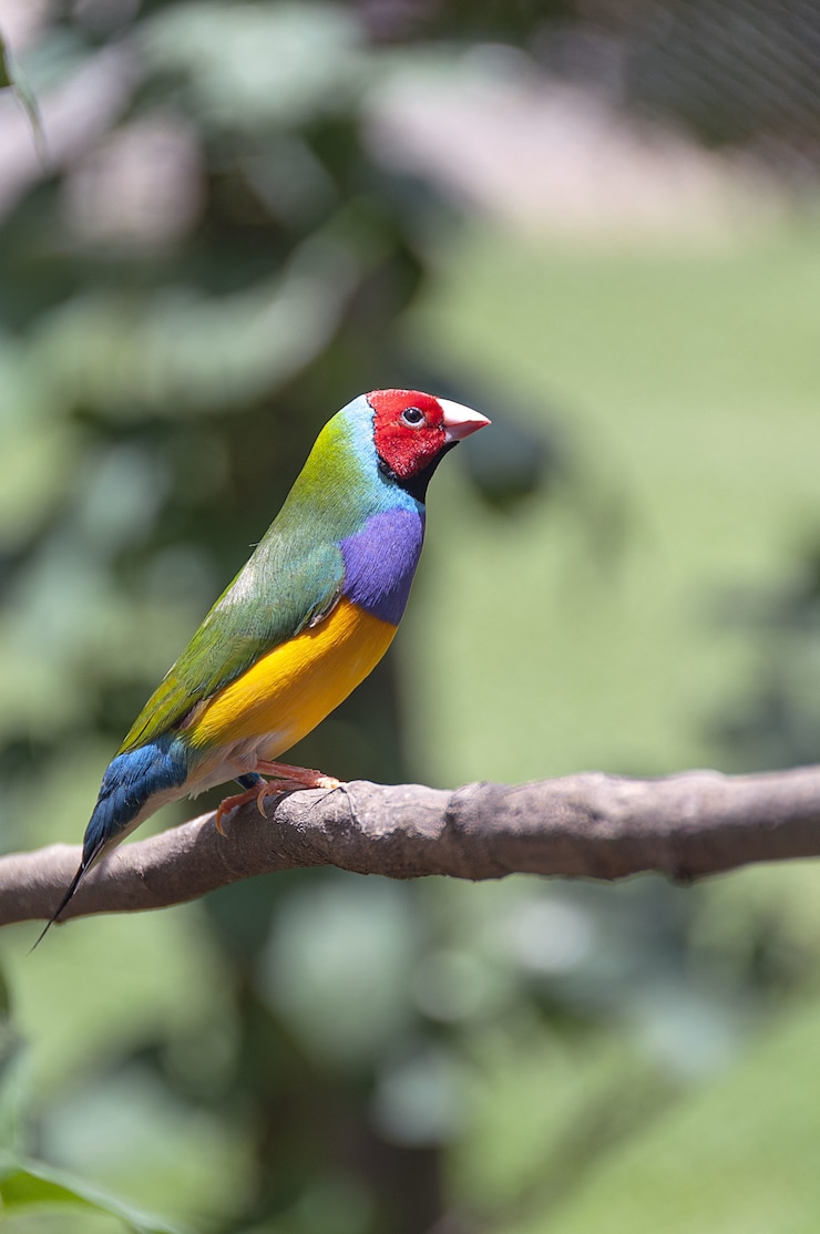 Foto gratuito pájaro multicolor