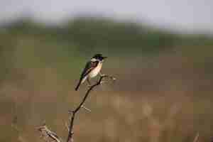 Foto gratuita pájaro myna común posado en la rama de un árbol