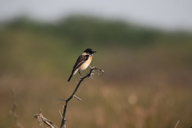 Pájaro myna común posado en la rama de un árbol