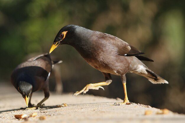 Pájaro Myna común posado sobre un muro de piedra