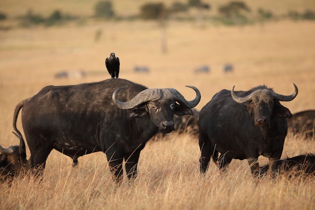 Pájaro negro descansando en la parte posterior de un búfalo negro en un campo cubierto de hierba