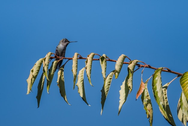 Foto gratuita pájaro negro y gris en la rama de un árbol durante el día