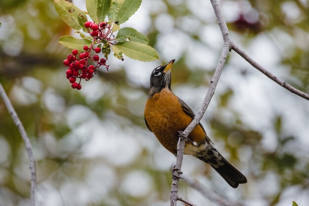 Pájaro negro y marrón en la rama de un árbol durante el día