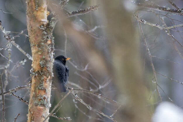 Pájaro negro sentado en la rama de un árbol