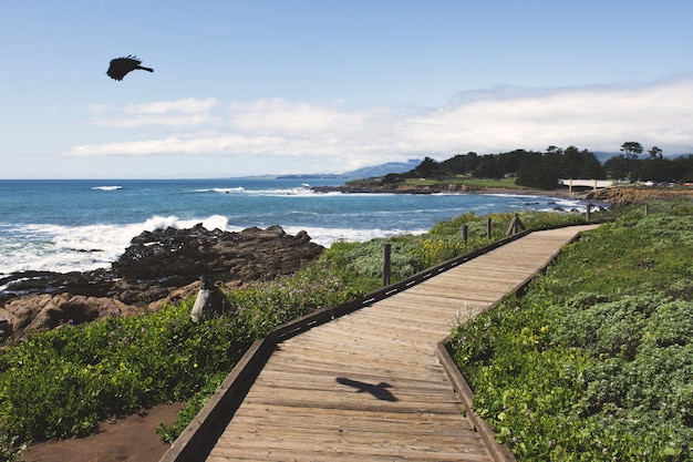 Pájaro negro volando sobre el océano cerca de un camino de madera durante el día