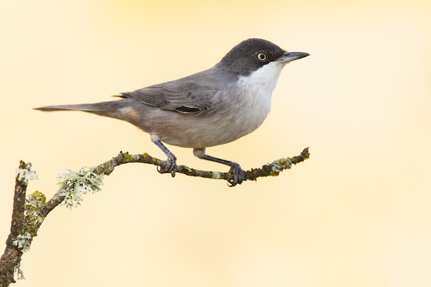 Pájaro papamoscas posado en una rama con una configuración borrosa