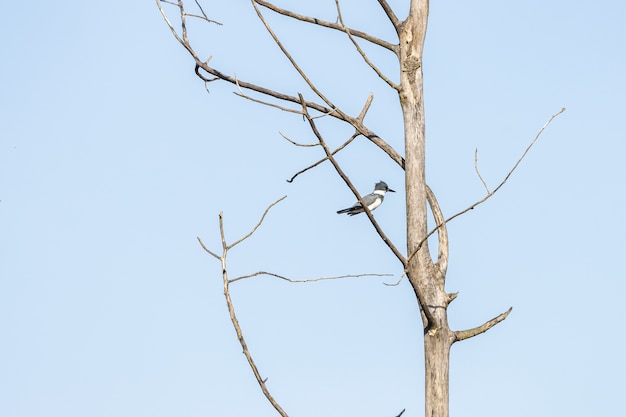 Pájaro de pie sobre la rama de un árbol con un cielo azul de fondo