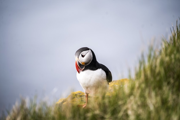 Pájaro, posición, en, pasto o césped