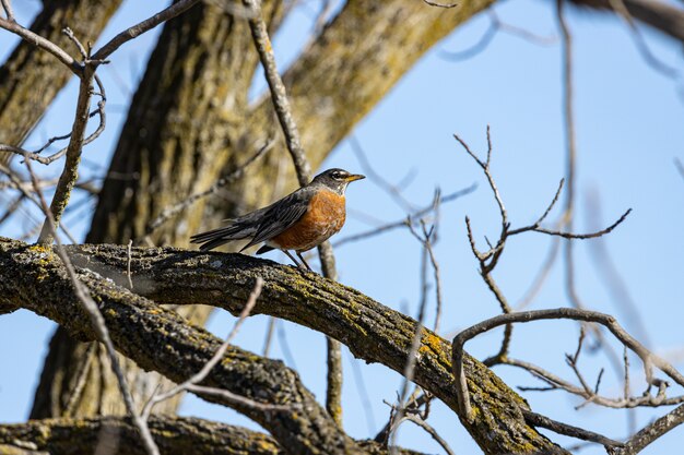 Pájaro, posición, en, un, rama de árbol