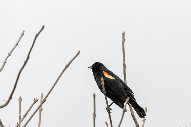 Pájaro en la rama de un árbol