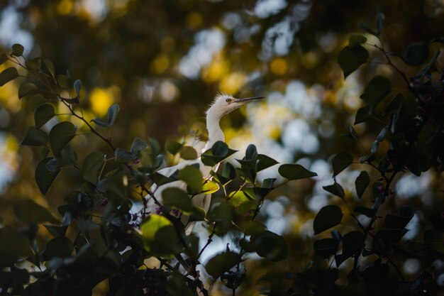 Pájaro en una rama