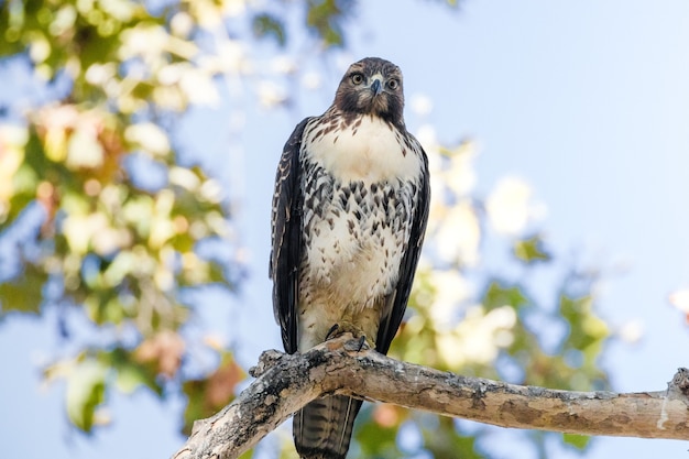 Pájaro en una rama