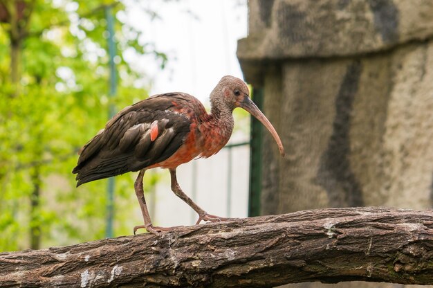 Pájaro rojo y gris llamado ibis de pie sobre un árbol