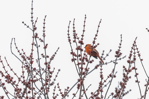 Pájaro rojo en la rama de un árbol