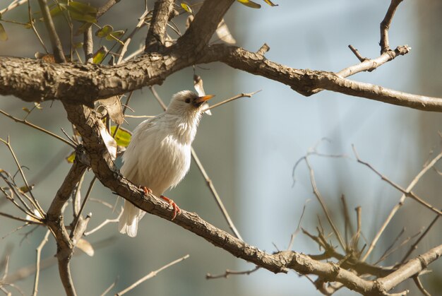 Pájaro ruiseñor común sentado en una rama de un árbol