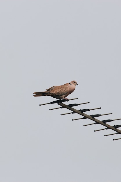 Foto gratuita pájaro sentado en una antena con un cielo gris de fondo