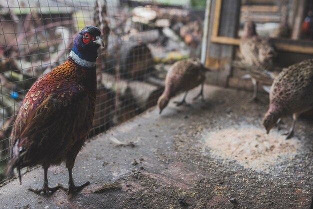 Pájaro sentado en la comida en la jaula