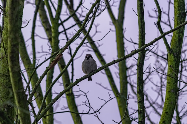 Pájaro sentado en la rama de un árbol durante el amanecer