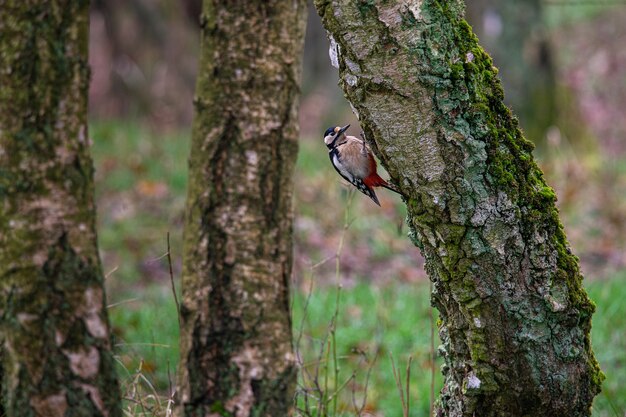 Pájaro sentado en la superficie de un árbol rodeado de otros árboles