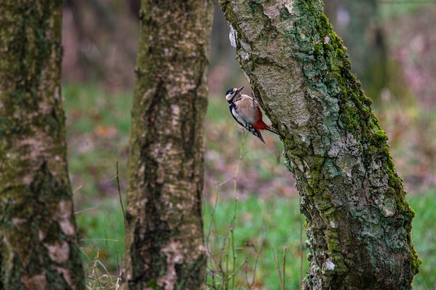 Pájaro sentado en la superficie de un árbol rodeado de otros árboles