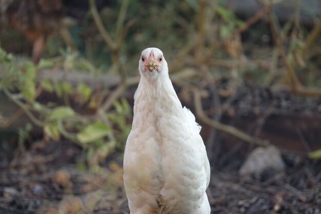 Pájaro con suelo de tierra de fondo