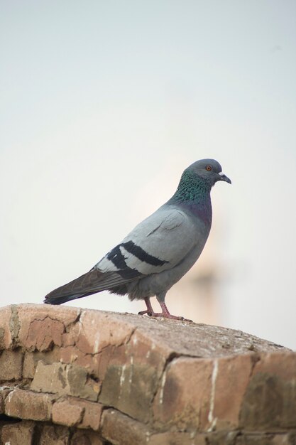 Pájaro en el suelo