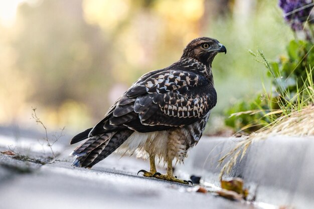 Pájaro en el suelo