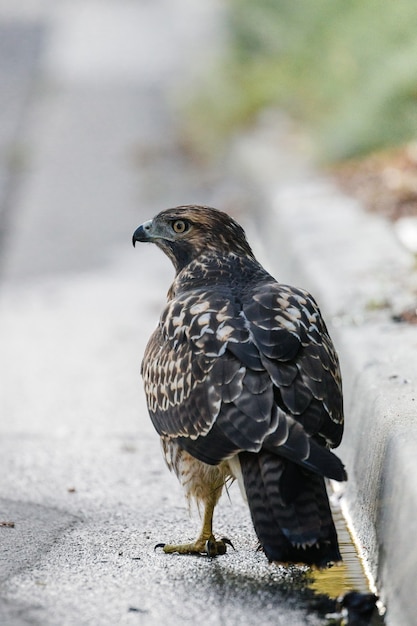 Foto gratuita pájaro en el suelo