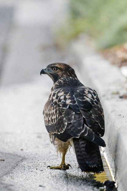 Pájaro en el suelo