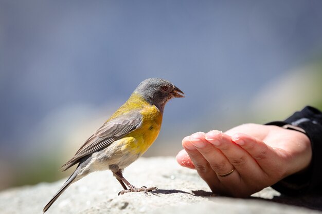 Pájaro tangara azul y amarilla comiendo semillas de la mano de alguien