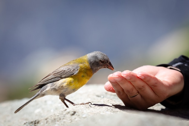 Pájaro tangara azul y amarilla comiendo semillas de la mano de alguien