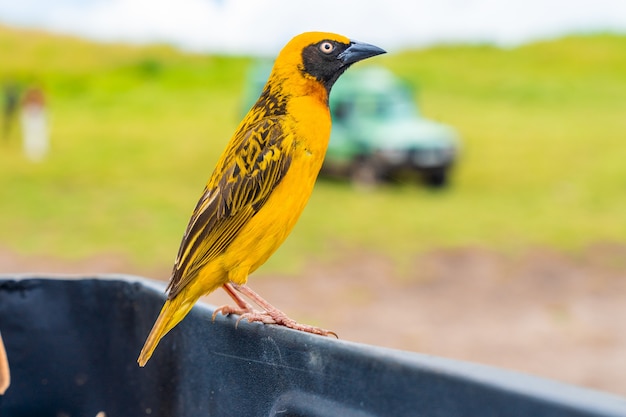 Pájaro tejedor amarillo sentado en un coche en Tanzania