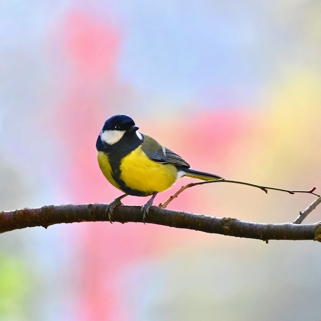 Foto gratuita pájaro tranquilo sobre una rama