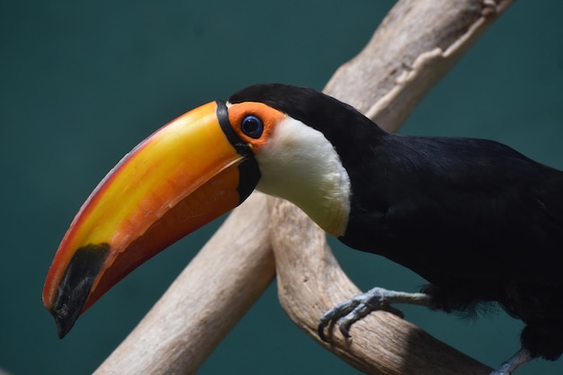 Pájaro tucán con pico naranja posado en una percha de madera