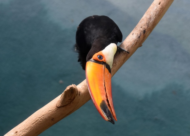 Pájaro tucán tropical bastante colorido con un pico anaranjado.