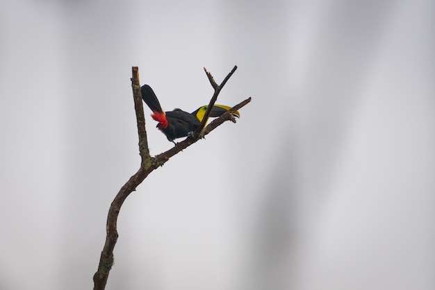 Pájaro tucán único con un gran pico colorido posado en una sola rama de árbol bajo un cielo lluvioso