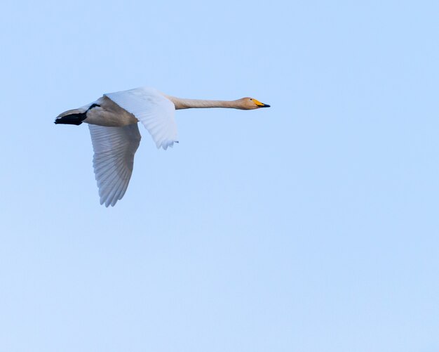 Pájaro volando sobre el cielo