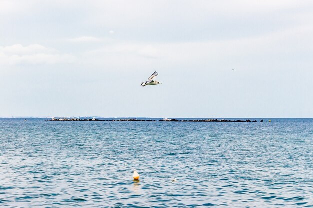 Pájaro volando sobre el mar en calma