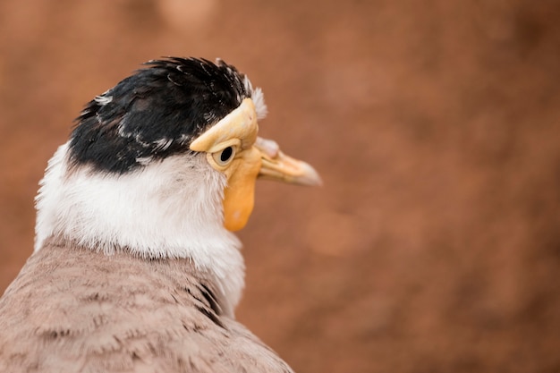 Foto gratuita pájaro