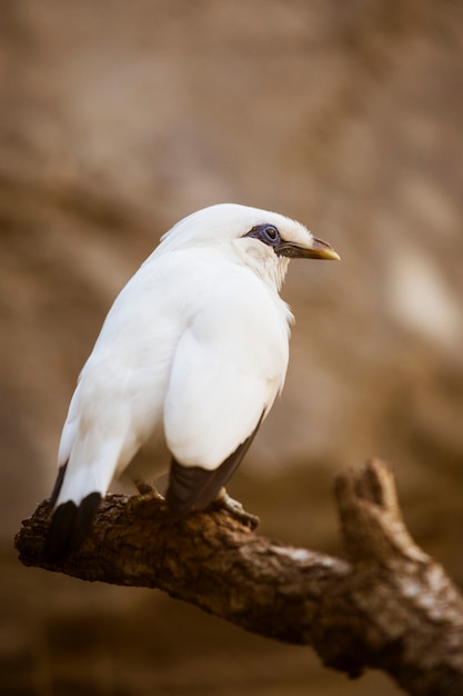 Foto gratuita pájaro