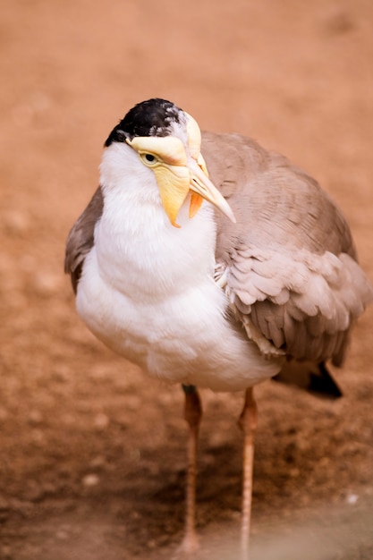 Foto gratuita pájaro