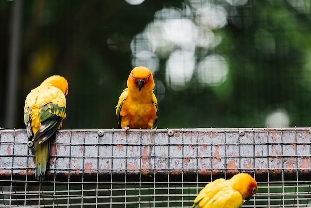 Pájaros amarillos en un recinto