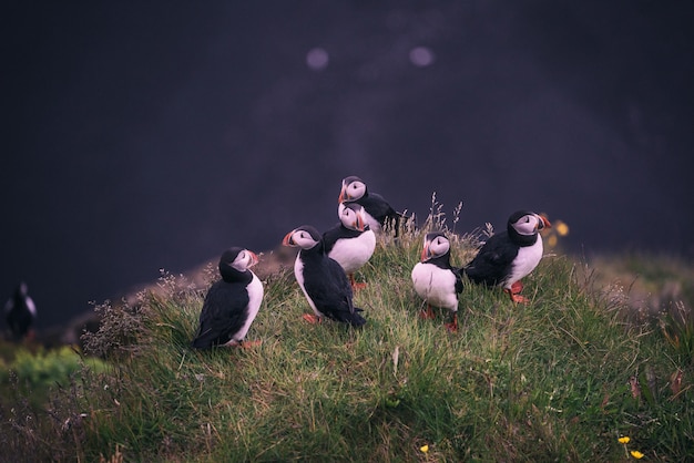 Foto gratuita pájaros blancos y negros cerca del cuerpo de agua