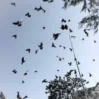 Foto gratuita pájaros en el cielo