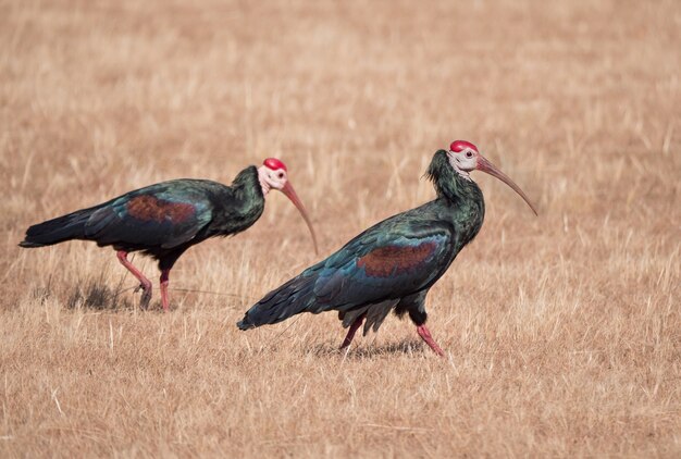 Pájaros ibis calvos caminando en un campo de hierba seca durante el día