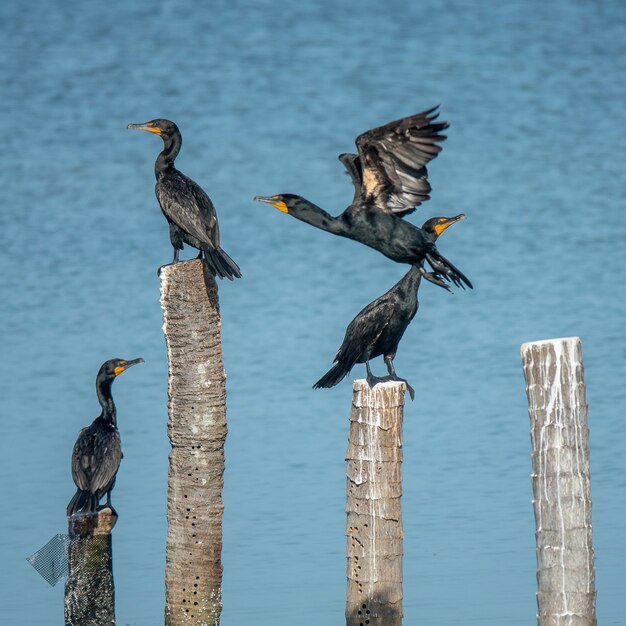 Pájaros negros de pie sobre maderas cortadas puestas en el agua durante el día