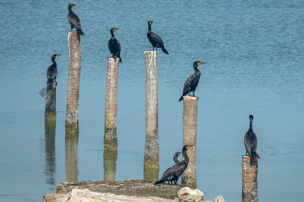 Pájaros negros de pie sobre maderas cortadas puestas en el agua durante el día