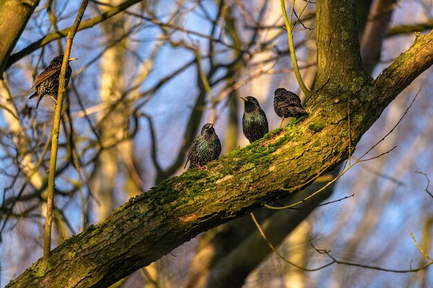 Pájaros negros sentados uno al lado del otro en un árbol